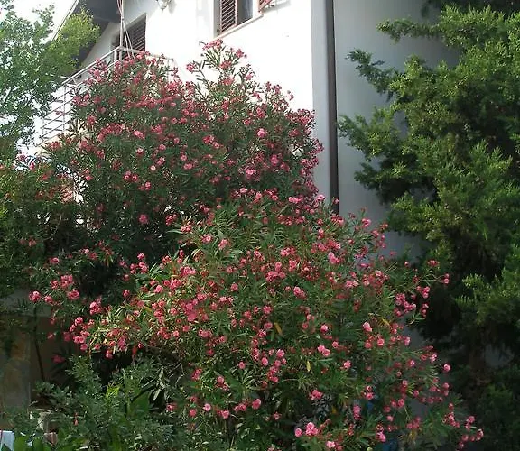 Lana Privlaka (Zadar)